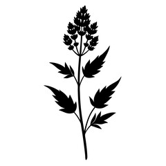 vervain- silhouette vector on-white-background