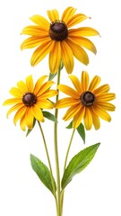 Naklejka premium Three beautiful BlackEyed Susans on a white background showing fine detail