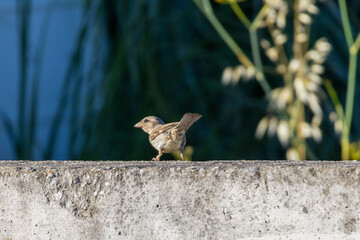House sparrow perched on concrete wall in urban environment