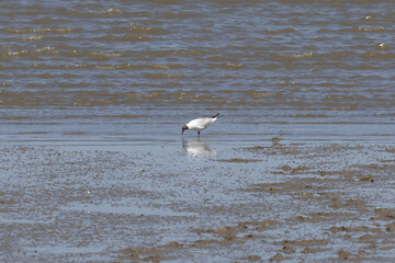 Black headed gull searching food on the shore of a lake