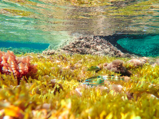 Ocean blue underwater with sunrays, Underwater Sea Deep Water Abstract Sunshine, sea wave , clean waters in summer time, Natural underwater seascape, sand on ocean floor and water surface with sunligh
