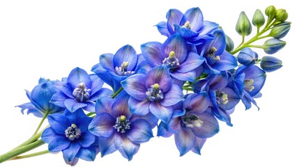 Closeup of vibrant blue Delphinium flowers and buds against a white background