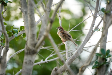 bird on a branch