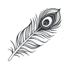 Obraz premium Black and White Peacock Feather Illustration bird feather