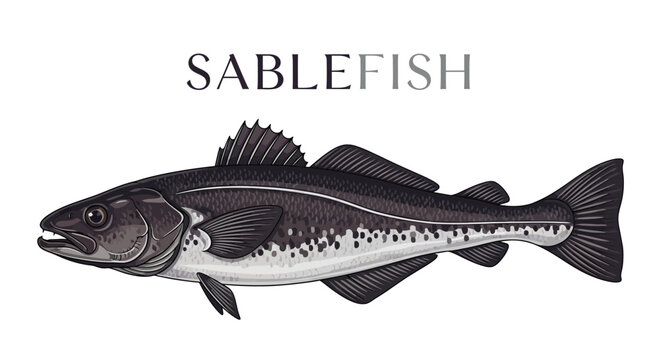 Sablefish vector with fish illustration, and white background.