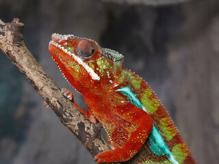 Chameleon. © Sebastian