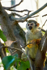squirrel monkey in Zoo