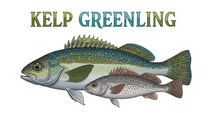 Kelp Greenling Illustration Fish Isolated.