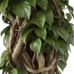 Close-Up of Twisted Vines and Shiny Green Leaves