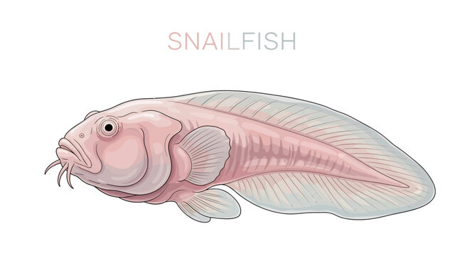 Snailfish with pink fish, and deep sea creature.