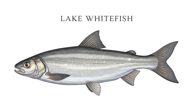 Lake Whitefish Isolated with Fish Illustration.