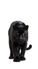 Fototapeta premium Shadow's Gaze