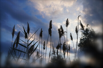 Obraz premium River grass stretches upward against the evening sky
