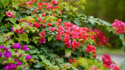 Bougainvillea Glabra choisy climbing plant with red flowers close up