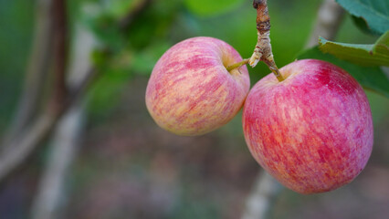 Anna apples hanging on a tree, ready to be picked