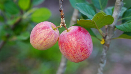 Anna apples hanging on a tree, ready to be picked