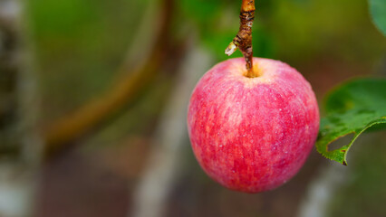 Anna apples hanging on a tree, ready to be picked