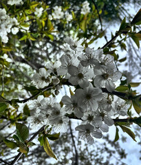 Weiße Kirschblüten im Frühling