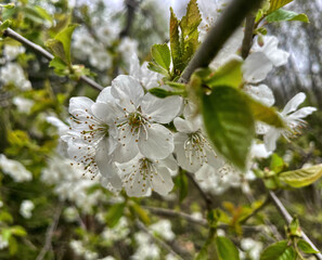 Weiße Kirschblüten im Frühling