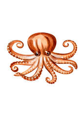 Octopus without background, watercolor illustration without background