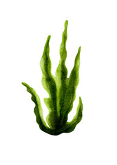 Green algae without background, watercolor illustration without background