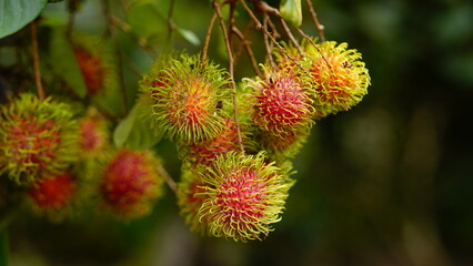 Close up fresh rambutans with green leaf on the tree in the garden