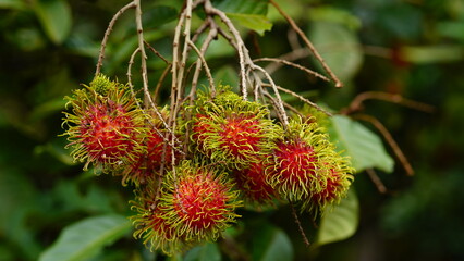 Close up fresh rambutans with green leaf on the tree in the garden