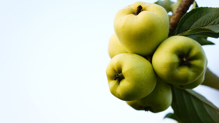 Ripe green apples on the tree. Apples grown in Thailand.