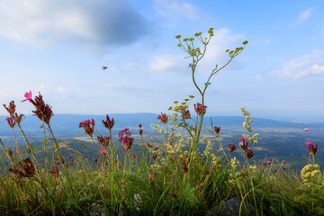 Colorful wildflowers blooming on the Shiljak peak of mountain Rtanj in Serbia, showcasing nature's beauty.