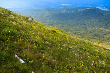 A picturesque view of wildflowers on a hillside of Rtanj Mountain, Serbia, showcasing natural beauty and tranquility.
