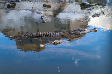 Group of Crocodiles Floating Calmly in Water with Reflections, Wildlife Predator Concept