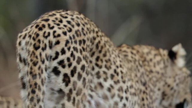  A leopardess and her sub-adult cub