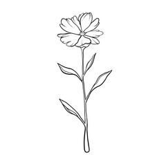 hand drawn flower, linear flower on a transparent background