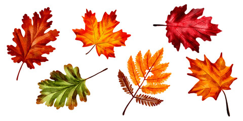 Set of autumn leaves, watercolor illustration