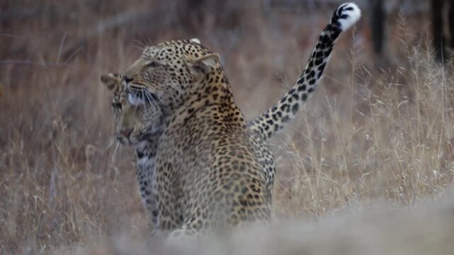  A leopardess and her sub-adult cub reuniting