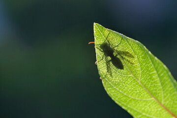 Kleine Wespe auf einem von der Sonne durchscheinenden Blatt