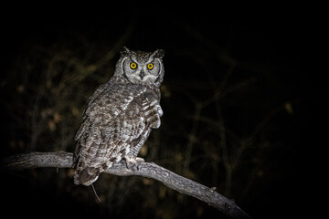 owl in the night
