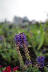 lavender flowers in the garden