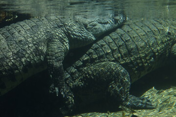 A large crocodile rests motionlessly underwater, its scaly body partially illuminated by sunlight, blending seamlessly into its murky aquatic environment.