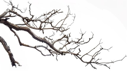 Fototapeta premium Artistic Dry Tree Branches Isolated on White Background: Textured Twigs, Gnarled Trunks, and Weathered Limbs with Natural Patterns, Perfect for Graphic Design, Seasonal Decor, Botanical Illustrations
