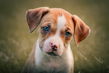 A pit bull border collie mixed puppy sits in a grass field