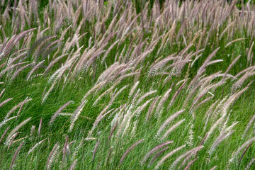 soft pink fountain grass swaying in wind on green field. calming themes, eco-friendly design and seasonal illustrations