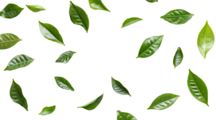 Heap darjeeling tea dried tea green leaves isolated on white background 