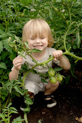 Happy child examining tomatoes in a garden