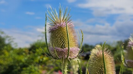 Dipsacus fullonum, is a species of flowering plant known by the common names wild teasel or fuller's teasel, although the latter name is usually applied to the cultivated variety D. fullonum var. 