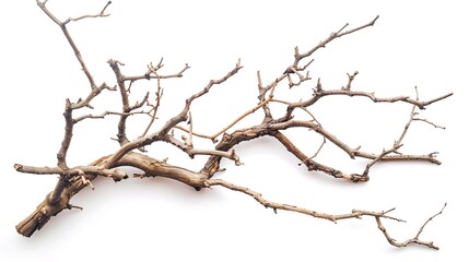 Fototapeta premium Artistic Dry Tree Branches Isolated on White Background: Textured Twigs, Gnarled Trunks, and Weathered Limbs with Natural Patterns, Perfect for Graphic Design, Seasonal Decor, Botanical Illustrations