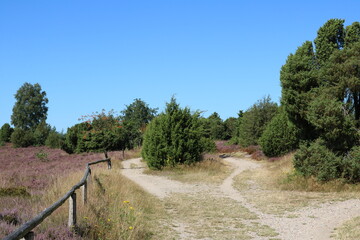 Landschaft mit Gabelung vom Weg im Naturschutzgebiet Lüneburger Heide auf dem Wilseder Berg