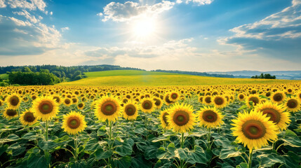 Obraz premium Sunflowers in a vast field under a summer sky.