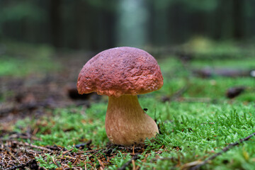 A Beautiful Mushroom Nestled in a Serene and Tranquil Forest Setting Surrounded by Nature