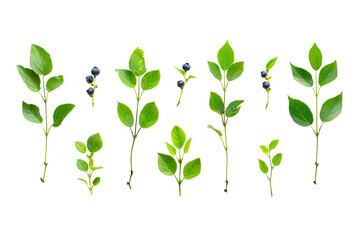 Obraz premium Blueberry sprigs green leaves black background botanical illustration